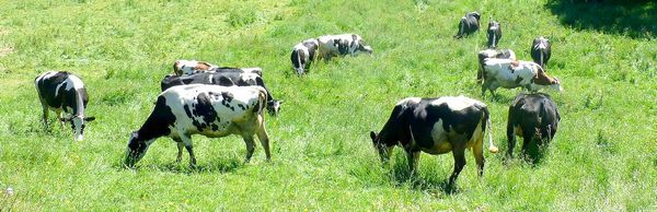 agriculture vaches 06 2017