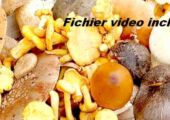champignon 04 2015