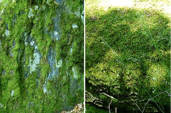 chapelle st appollinaire larajasse 08 06 2017