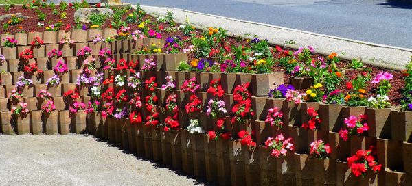 fleur rue st christo 01 06 2017