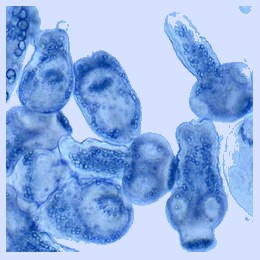 image parasites cochon 01 03 2018