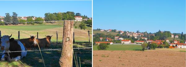 photo chevriere 01 08 2015