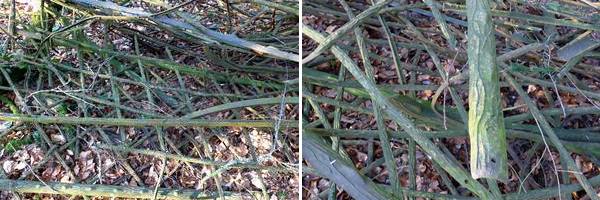 photo parc chateau larajasse 07 02 2017